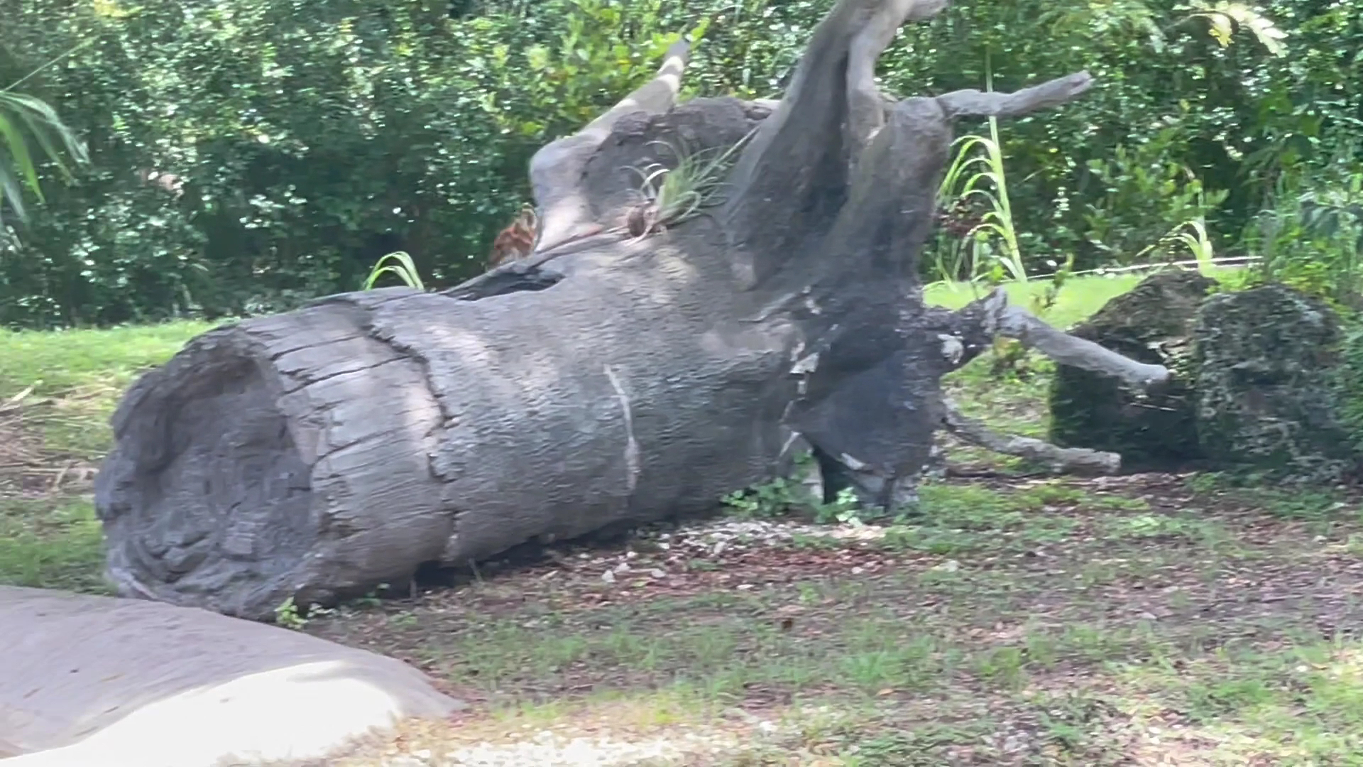 Zoo Miami photo 2