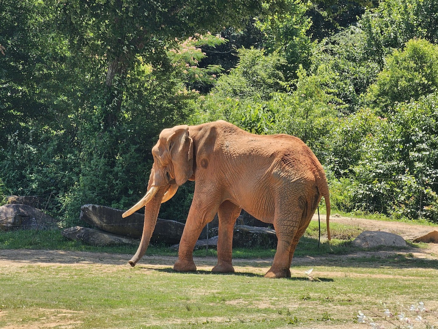 Zoofari