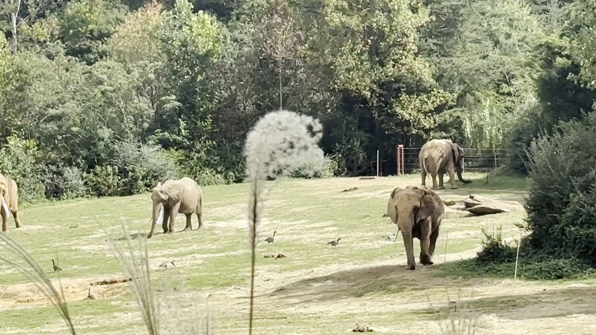 Zoofari photo 2