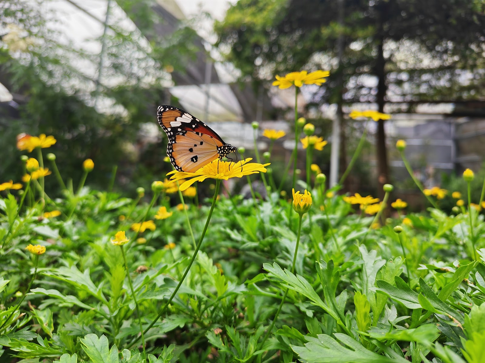 ZooMania De' Butterfly Farm Cameron Highlands photo 2