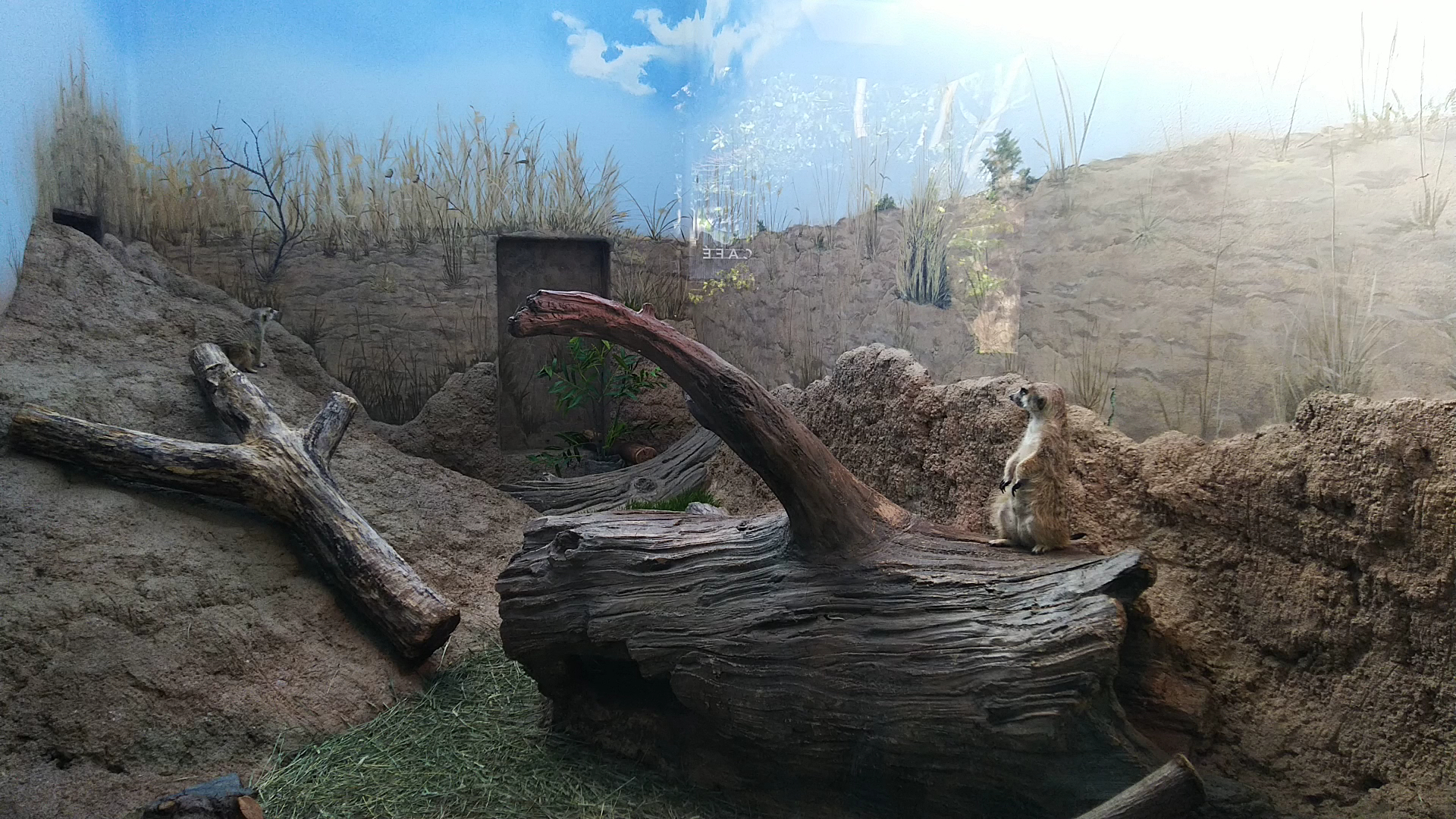 Zoomazium photo 2