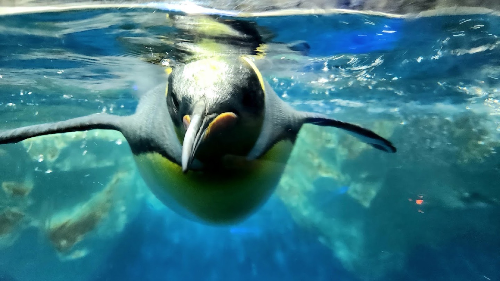 Best Aquariums & Marine Experiences for Kids in New Zealand