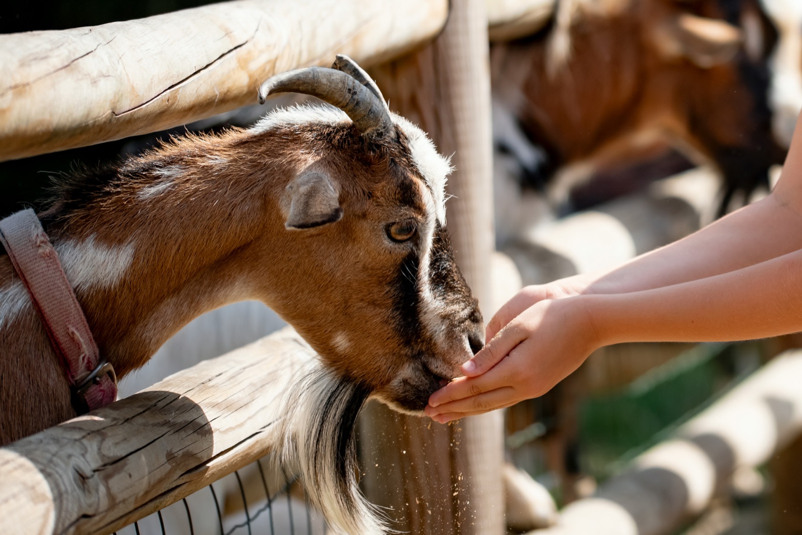 What 113 Parent Reviews Say About New Zealand's Best Family Wildlife Parks