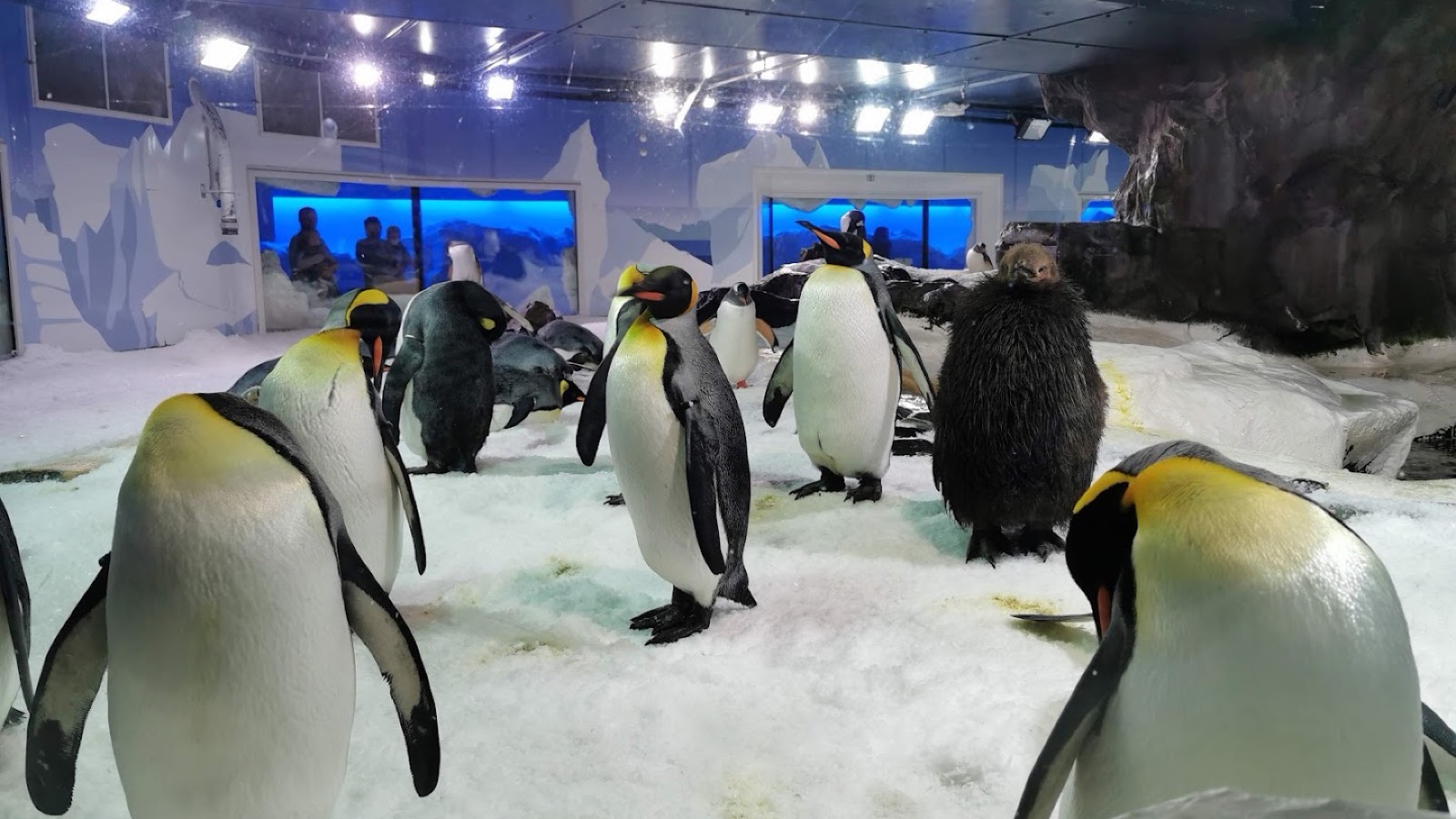 School Holiday Activities for Kids in Auckland